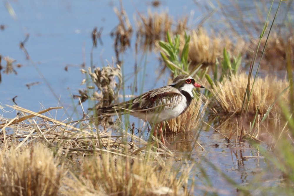 Black-fronted Dotterel