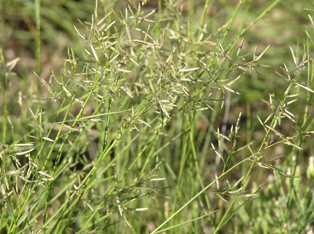 Purple Love Grass - Eragrostis lacunaria