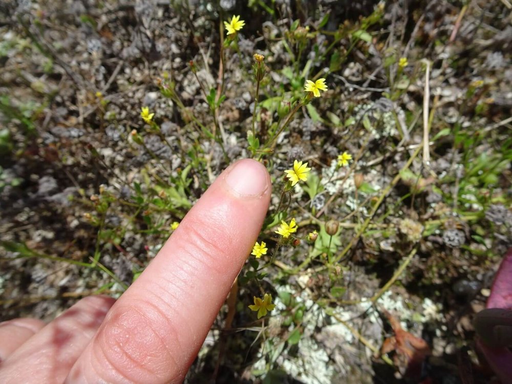 Small flower Goodenia - Goodenia pusilliflora