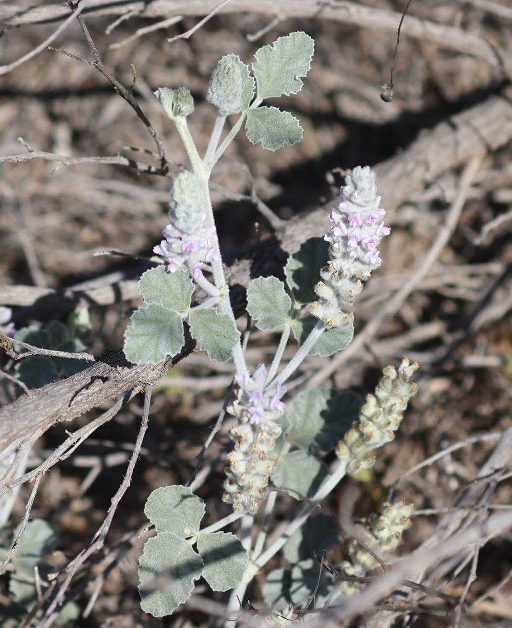 Woolly Scurf Pea - Cullen pallidum