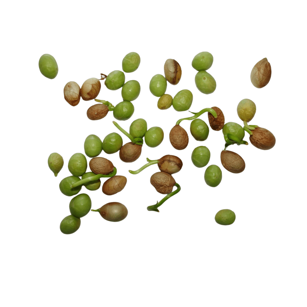 Calostemma luteum seed 2022-04.png