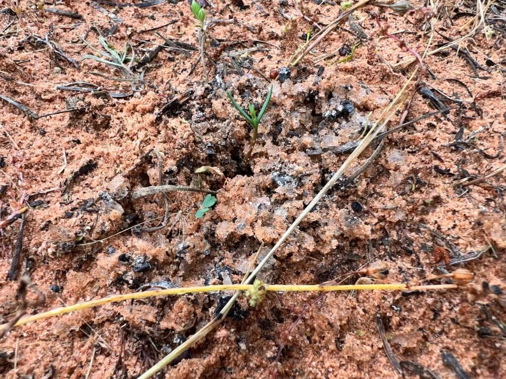 Seed bowls for revegetation — Mallee Conservation