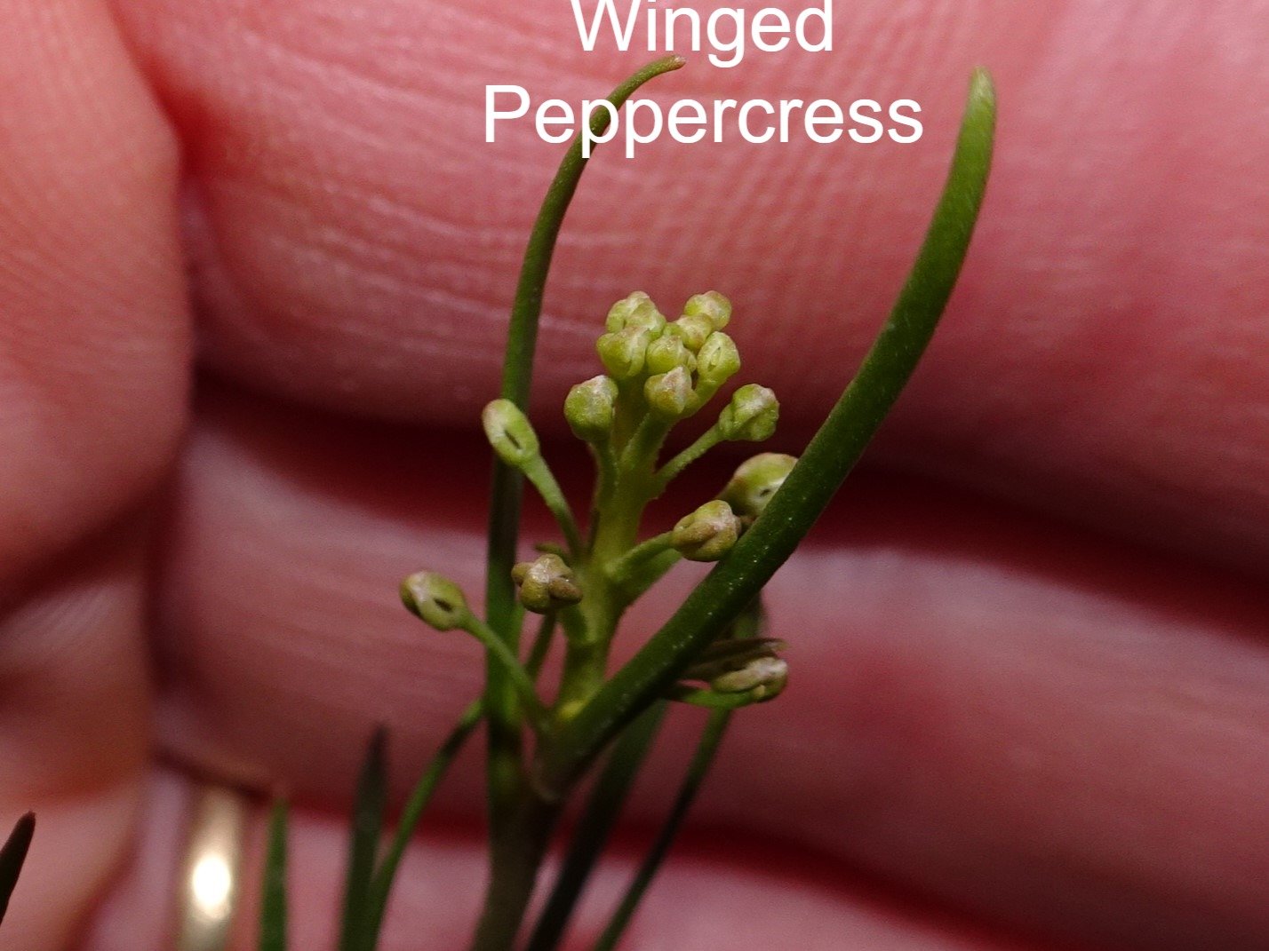 winged peppercress.jpg