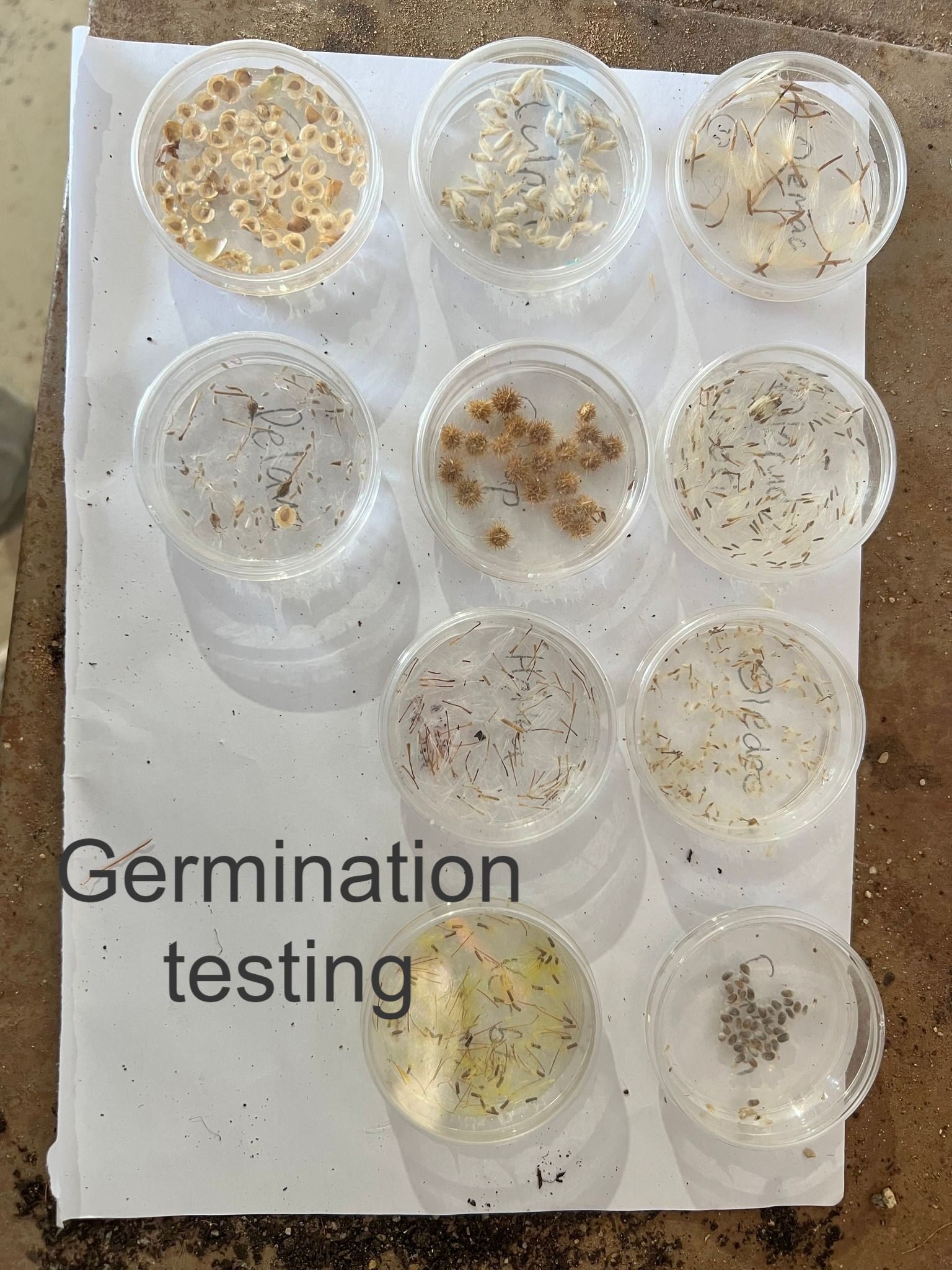 germination testing.jpg