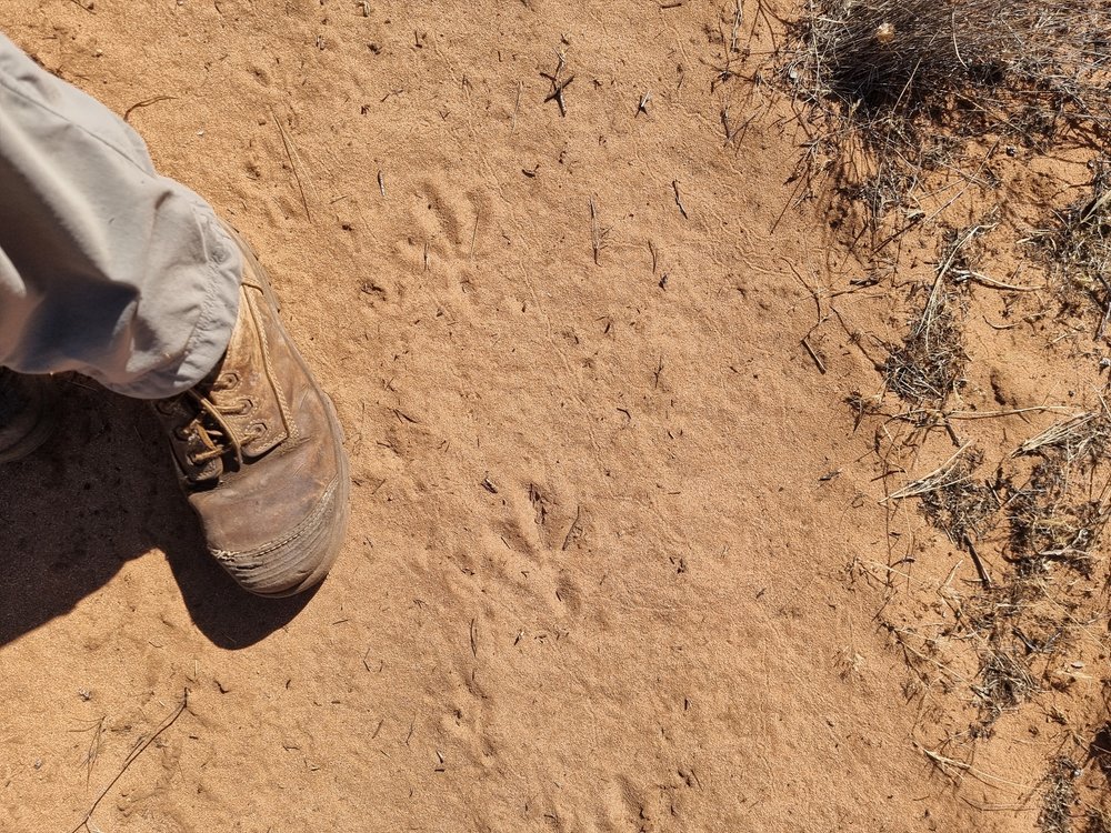 Malleefowl tracks1.jpg