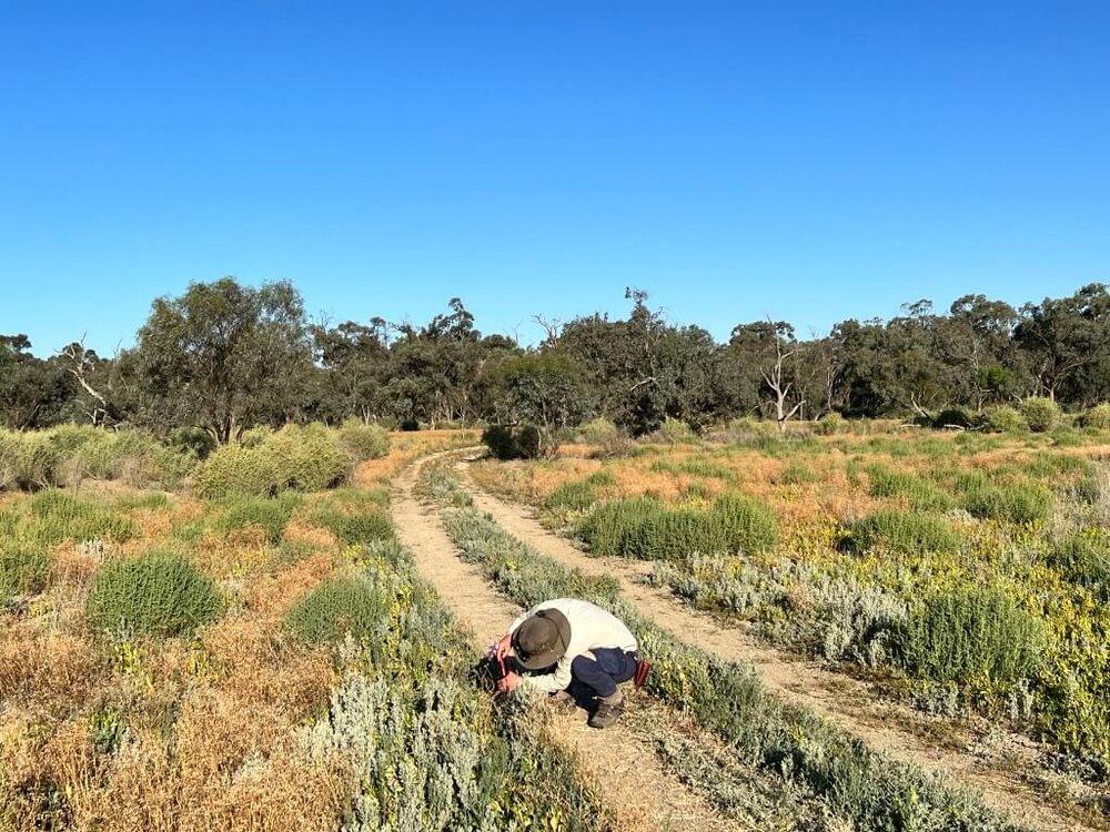 Nina in saltbush.jpg