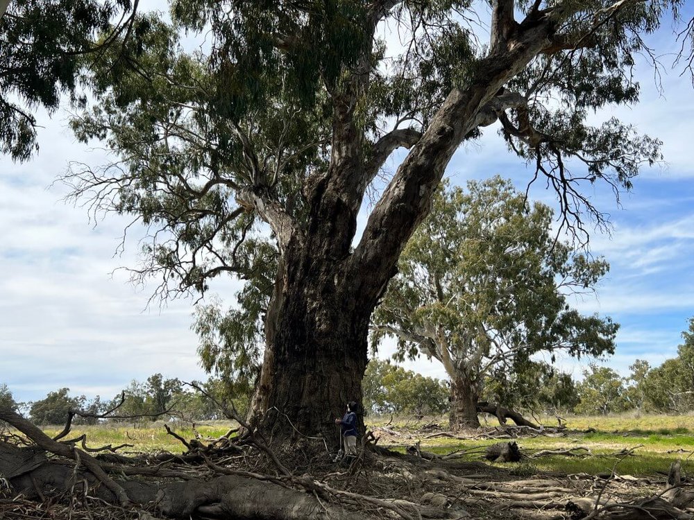 red gum EA.jpg