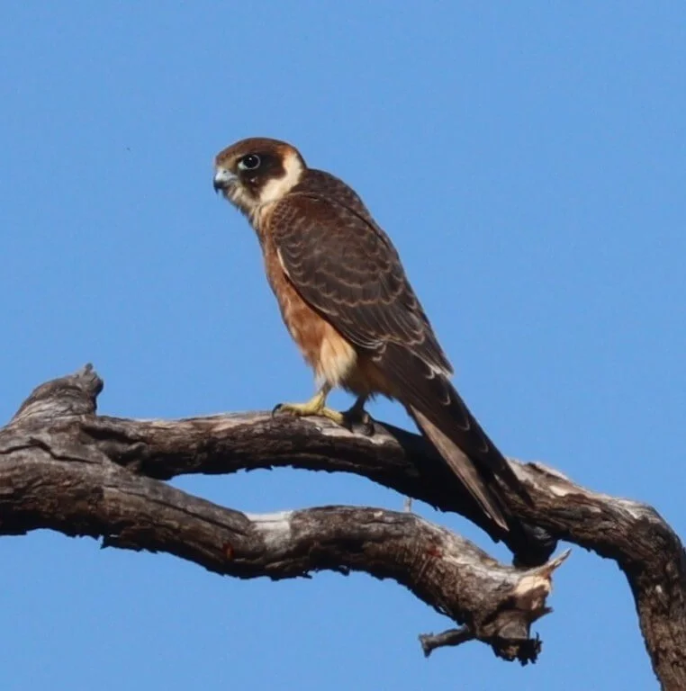 Raptors — Mallee Conservation