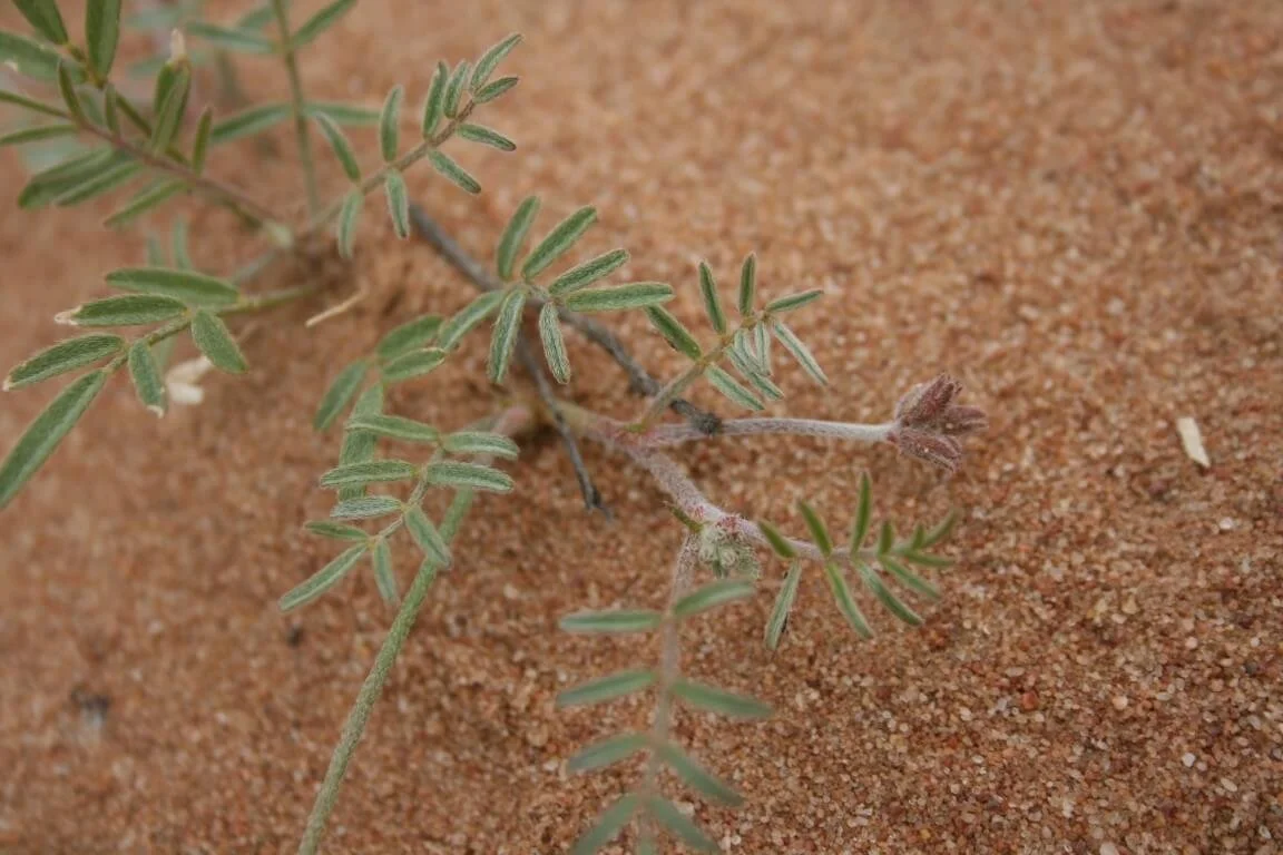 Swainsona phacoides 020 MDedini.jpg