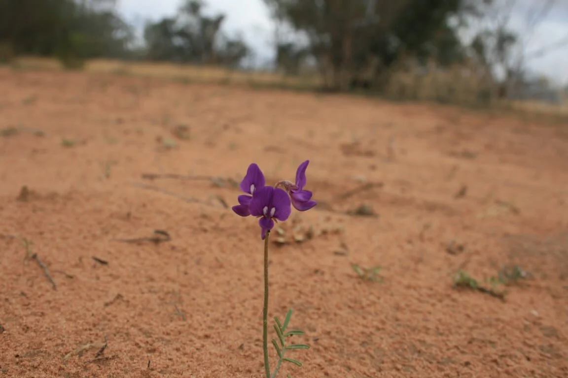 Swainsona phacoides 036 MDedini.jpg