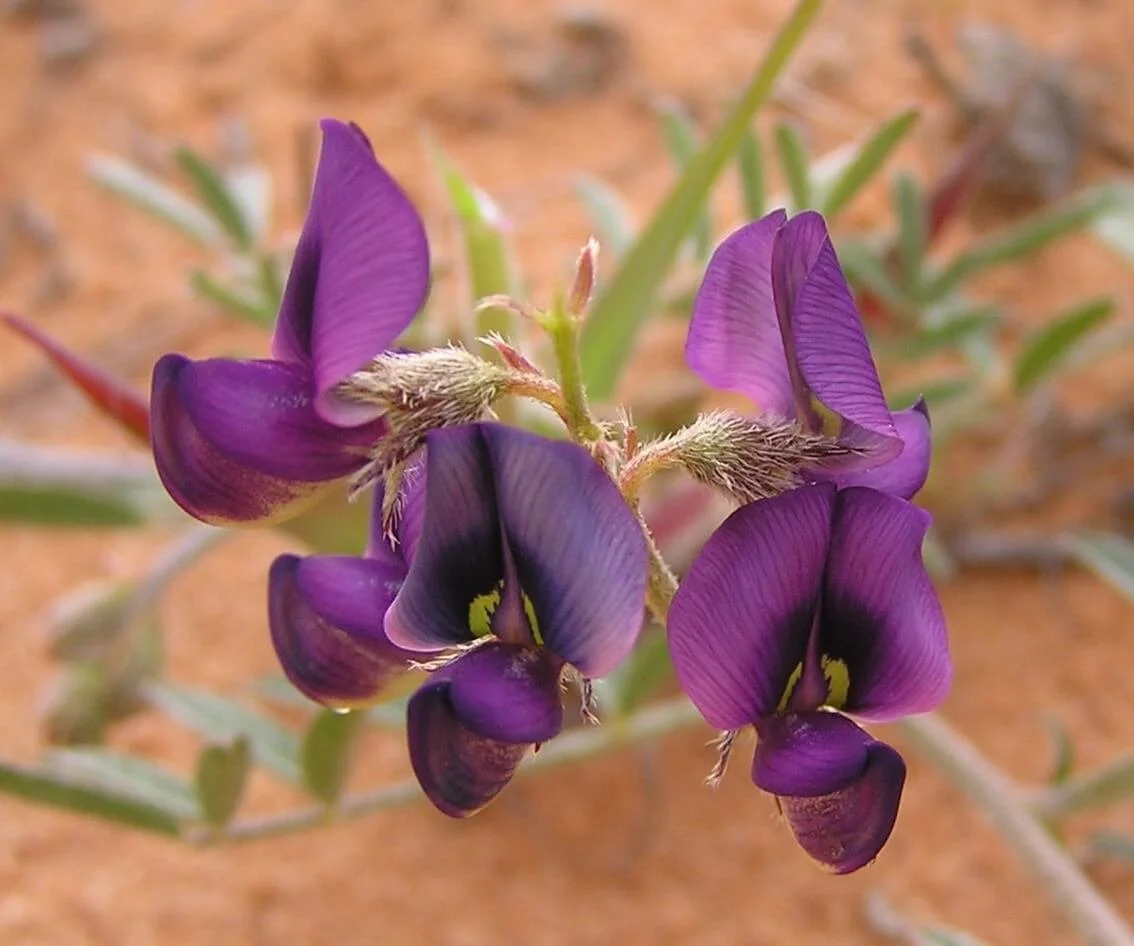 swainsona phacoides close.jpg