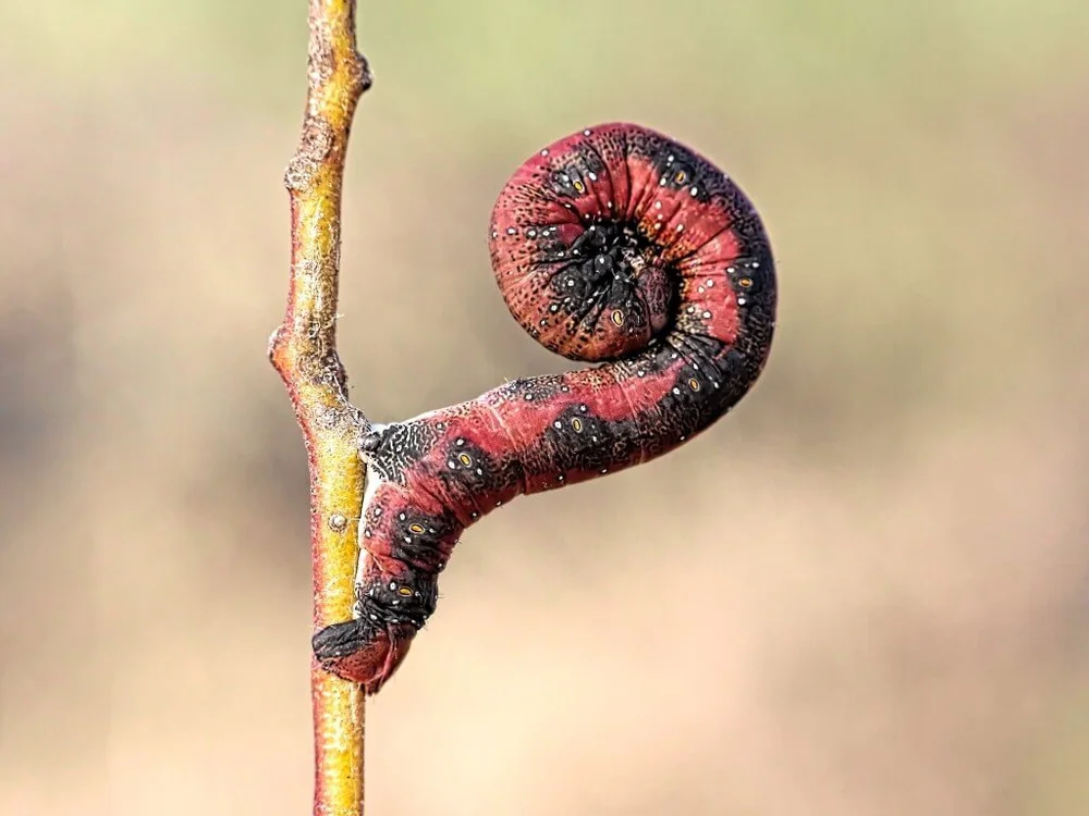 Mallee Looper caterpillar