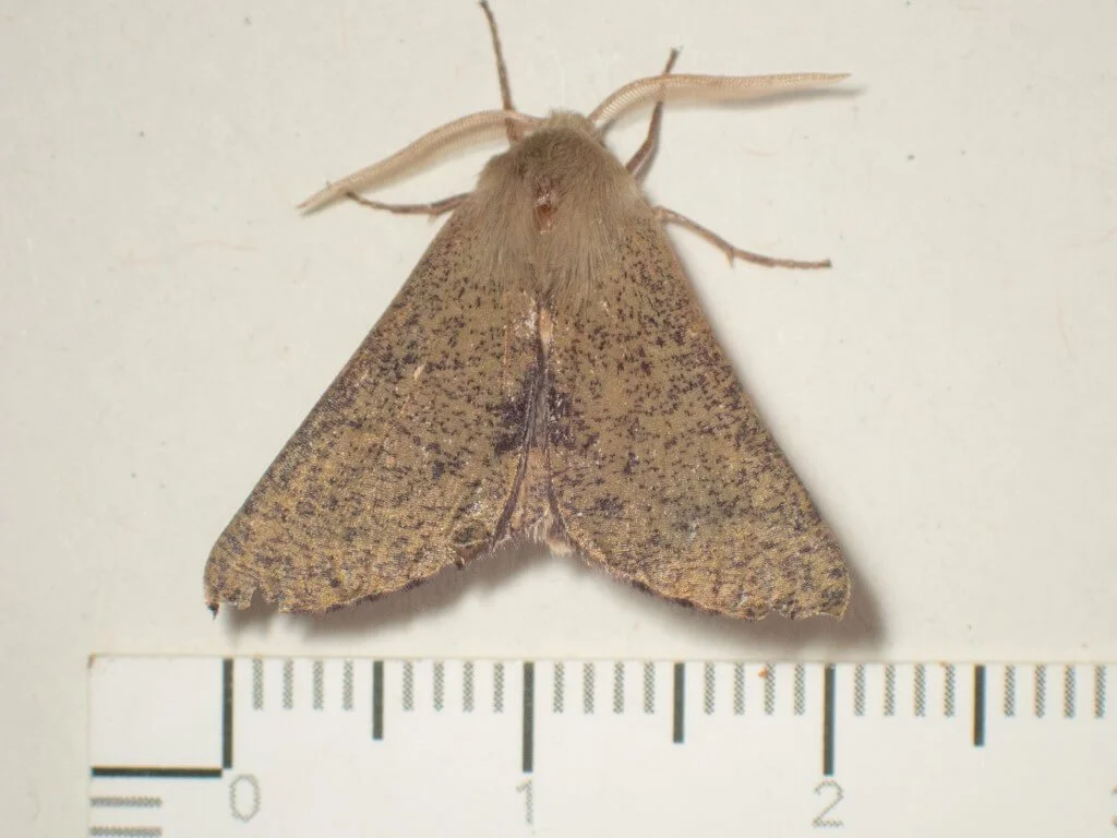 The moths are flying! — Mallee Conservation