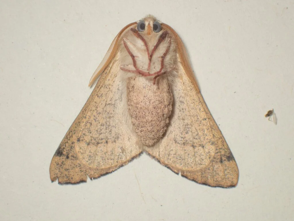 Can “no-kill” moth trapping be used for research?