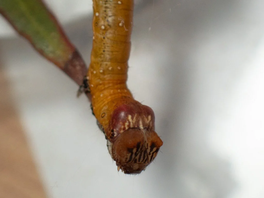 Rearing caterpillars — Mallee Conservation