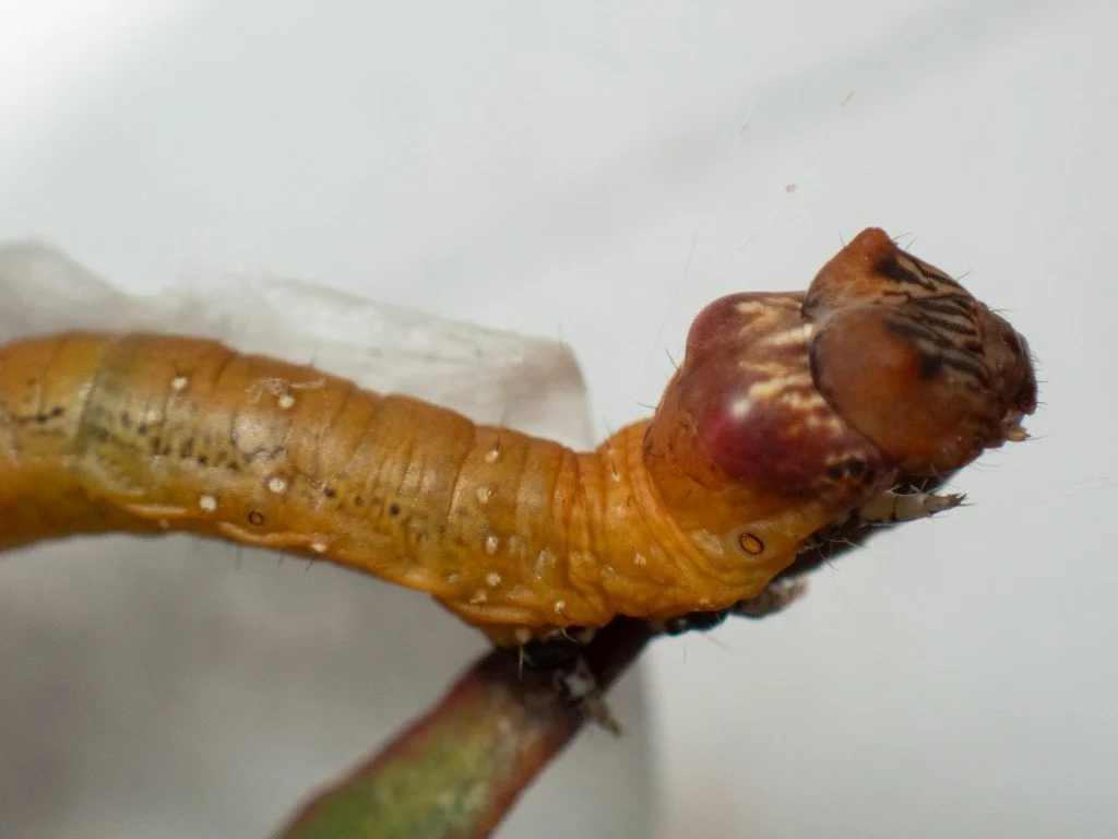 Caterpillar Rearing Rearing caterpillars — Mallee Conservation