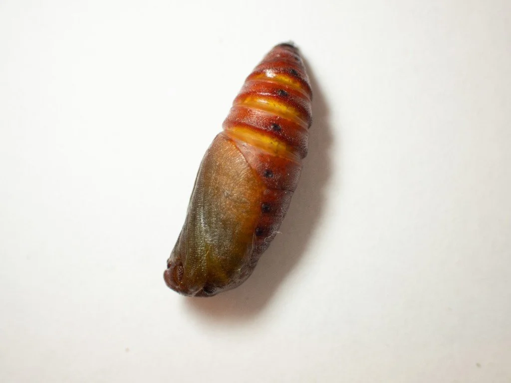 Within days the pupa becomes brown