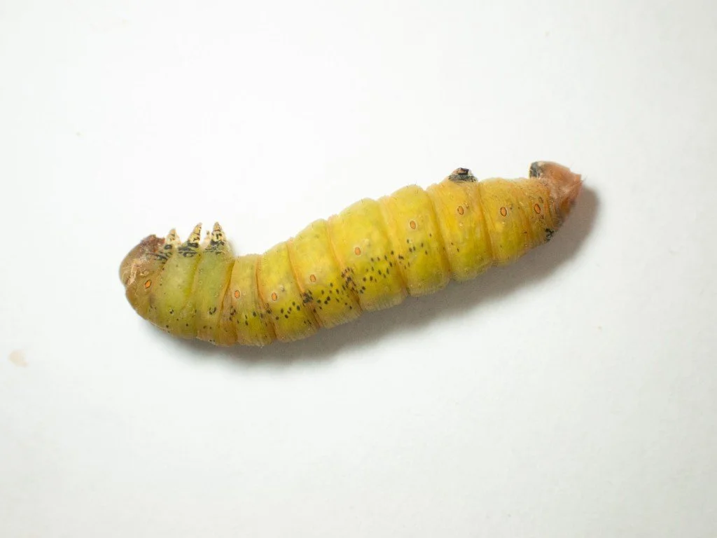 A fat caterpillar ready to become a pupa