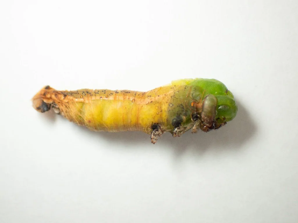 Busting through the last skin