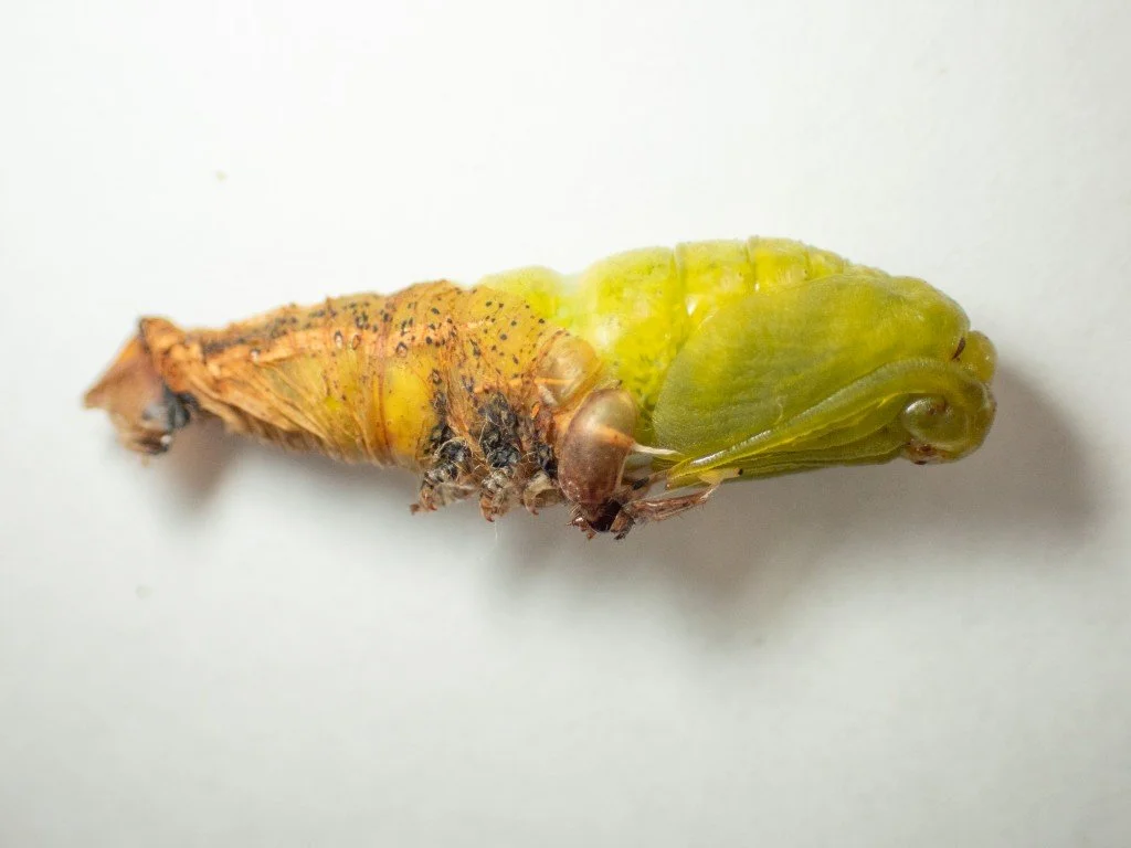 The lime green pupa showing through the skin