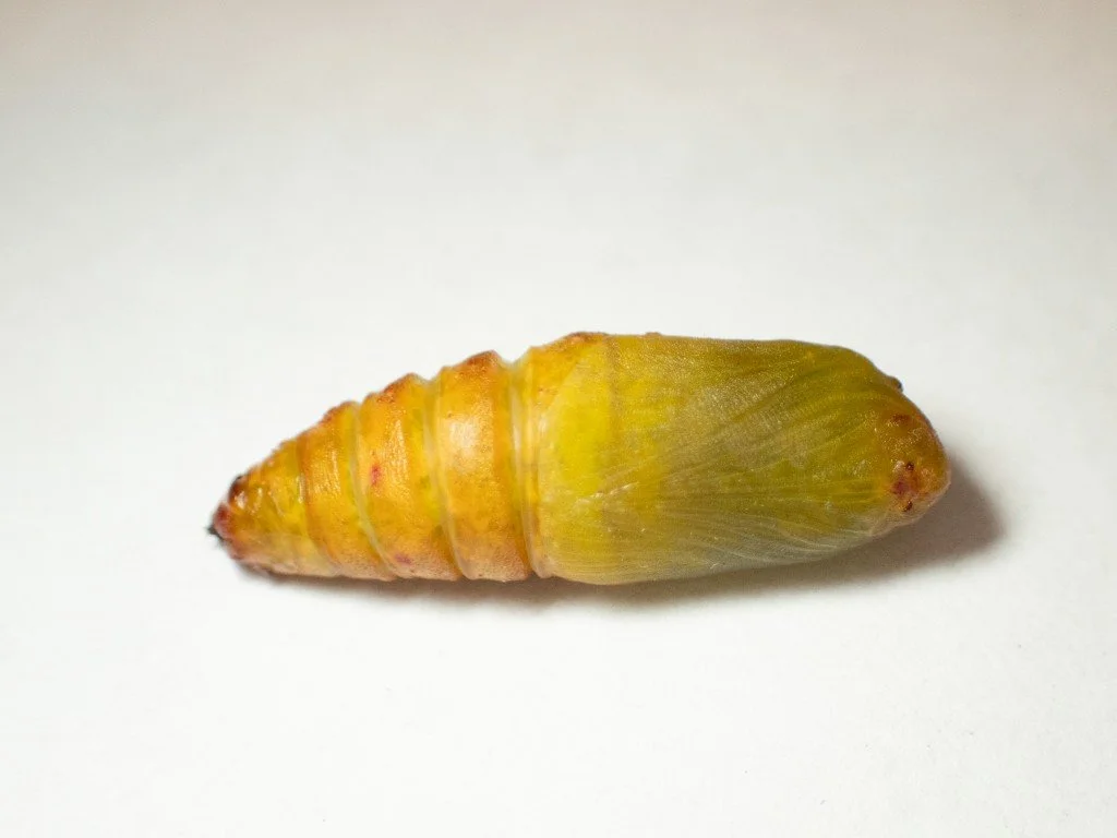 The pupa is initially yellow-green