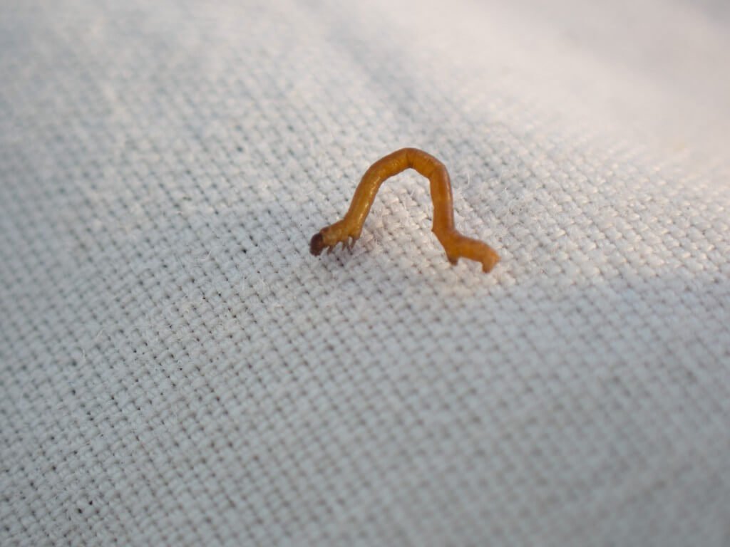 Mallee Looper caterpillars!