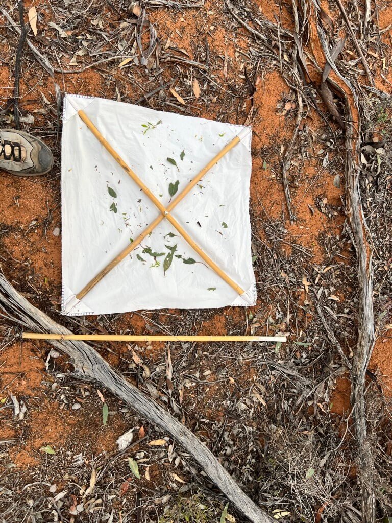 Checking amongst the leaves for ...