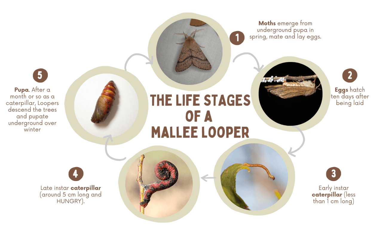 Mallee Looper research overview