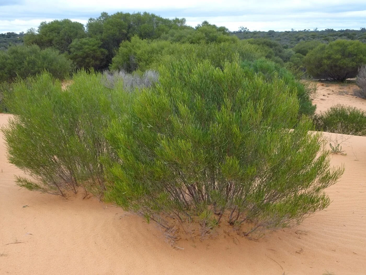 Hopbush - the good and bad — Mallee Conservation