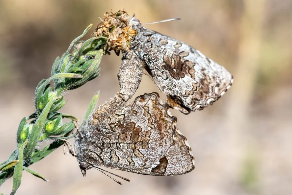 Mallee Bronze Azure butterflies mating at Raakajilm in the Victorian Mallee