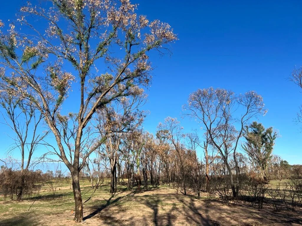 Burnt trees after a bushfire showing signs of fresh green growth
