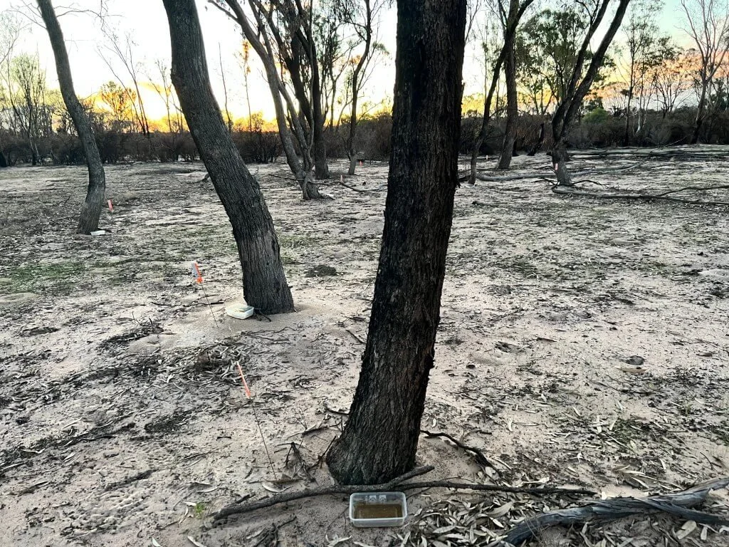 Burnt trees in a post-fire landscape. The trees have orange tags and have dishes of food for ants at the base.