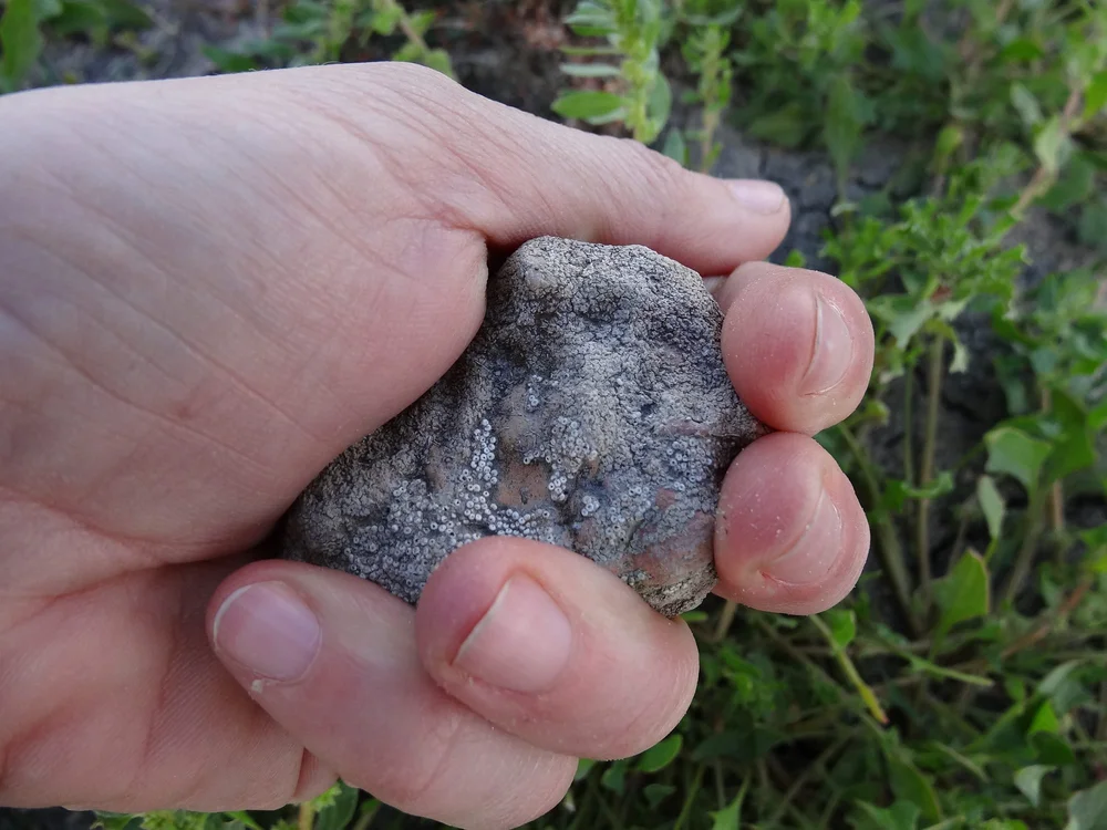 A clay ball artefact held in the hand, found near Lake Walla Walla