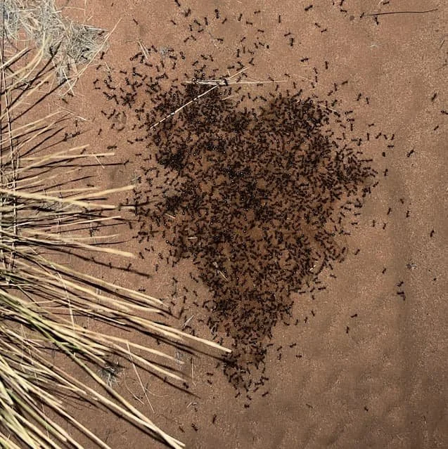 Thousands of Sugar Ants feeding on urine (wee)