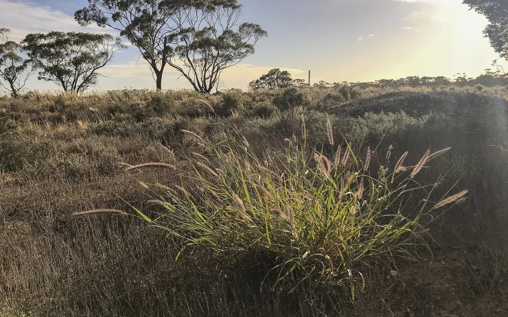 Buffel Grass