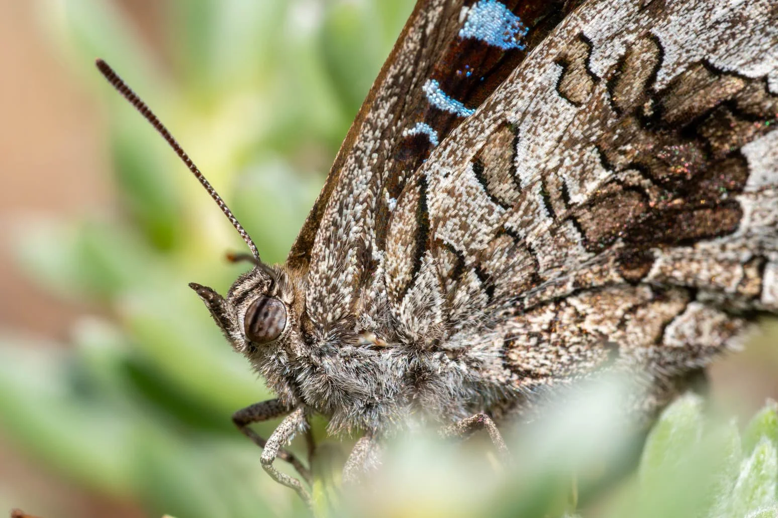 Close up macro of the Mallee Bronze Azure butterfly showing beautiful azure markings on the wing