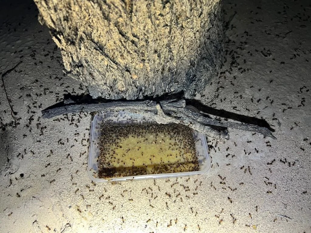 A tray of ant jelly with hundreds of ants feeding on it