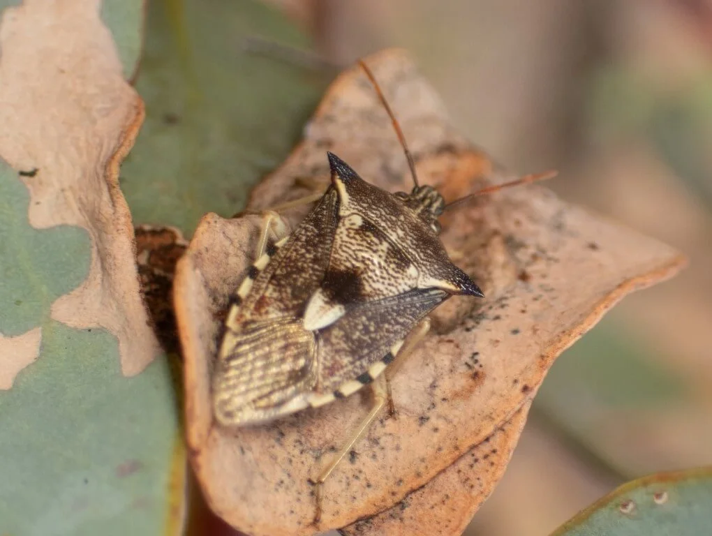 Predators, pathogens and parasitoids — Mallee Conservation