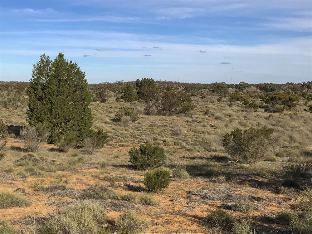 Native pine regeneration at Raakajilm