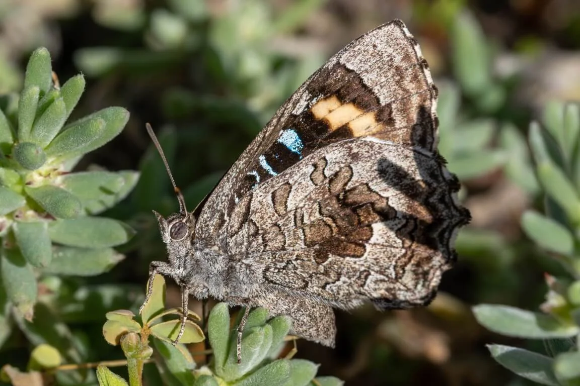 Mallee bronze azure butterfly resting on a shrub at Raakajilm in the Victorian Mallee