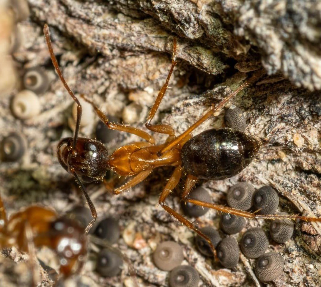 Sugar Ant Camponotus terebrans on a tree with eggs of the Mallee Bronze Azure butterfly