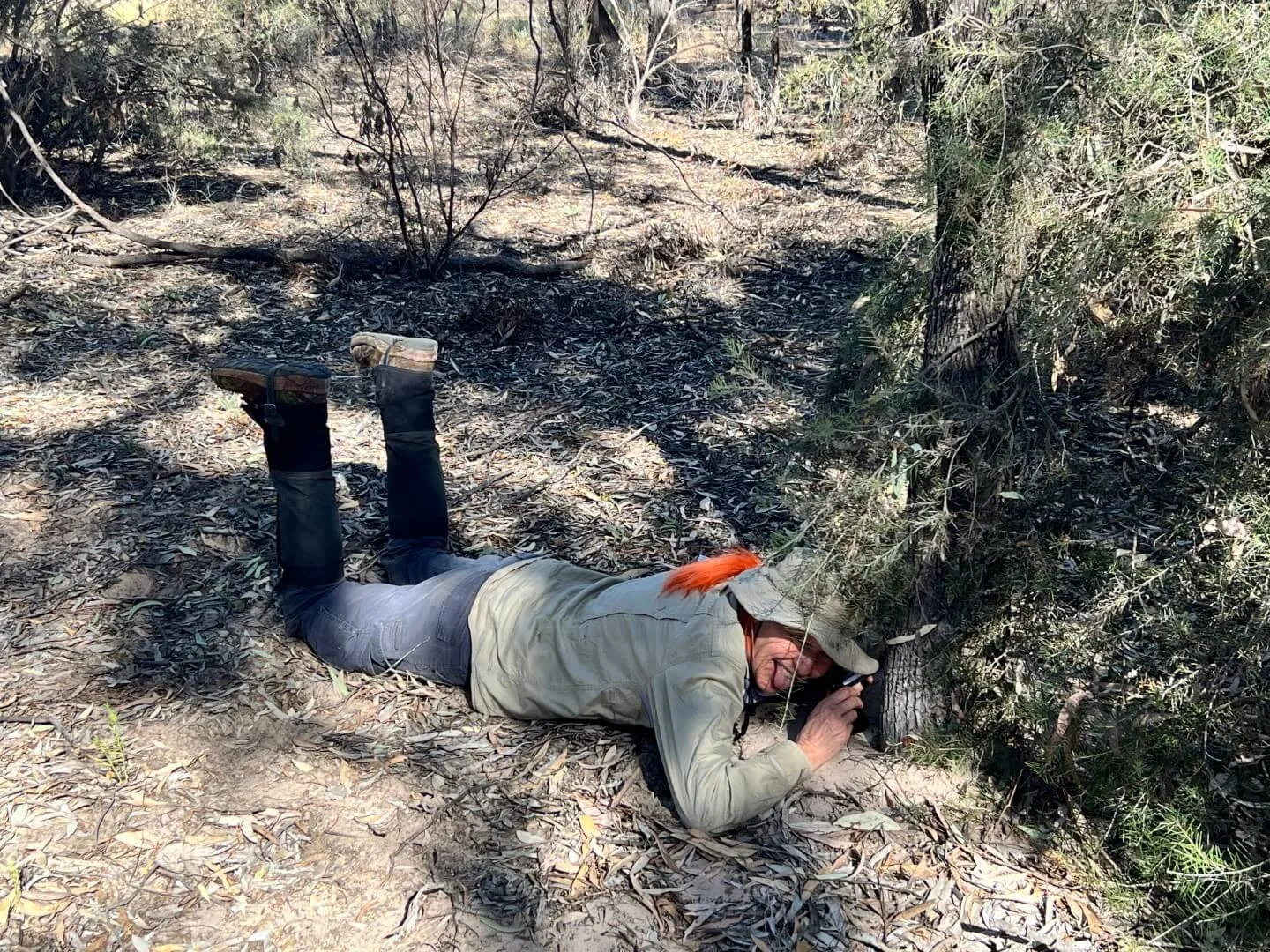 A researcher lying on their stomach looking for butterfly eggs on a tree using a magnifying glass