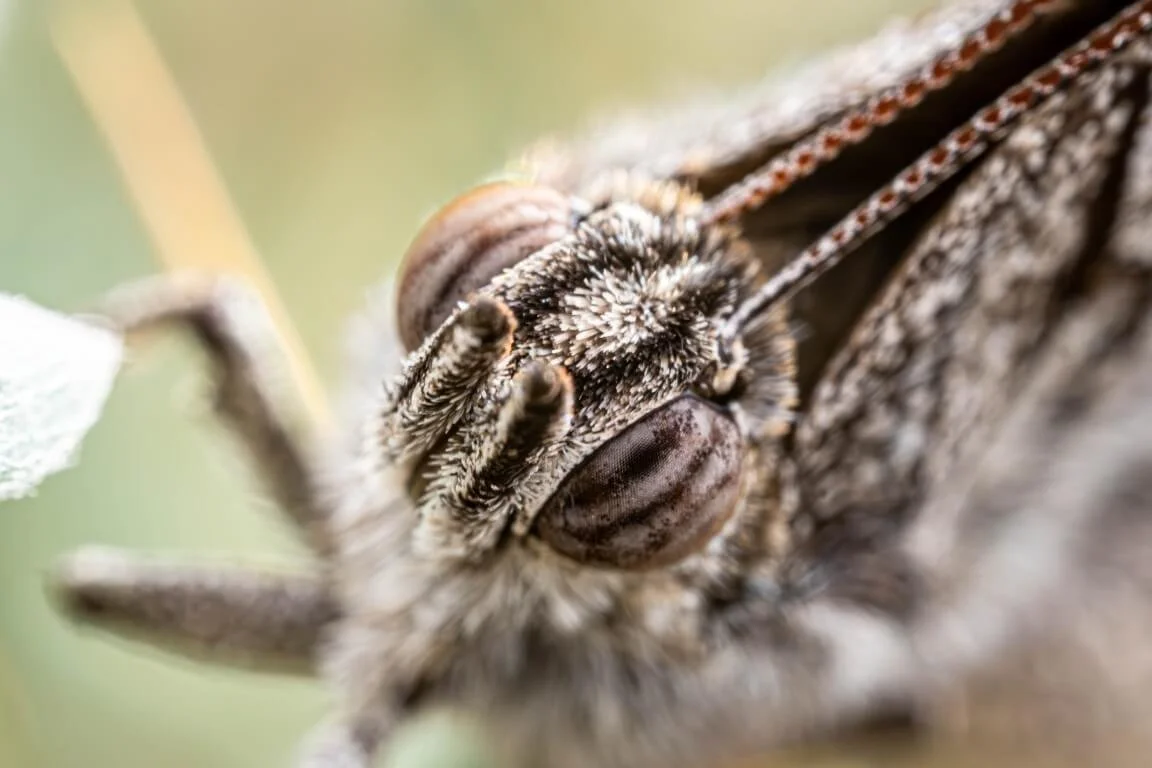 Close up macro of the head of a Mallee Bronze Azure butterfly