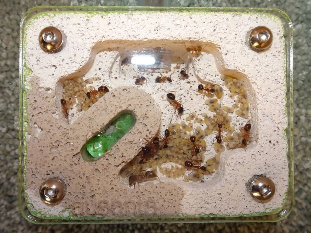 Ant Rearing Raising ants to save a butterfly — Mallee Conservation