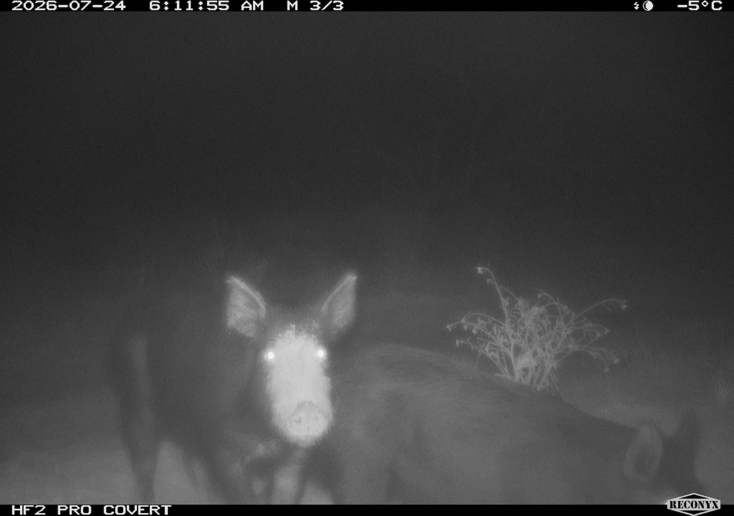 Two pigs on a motion activated trail camera image. One pig looking at the camera with a dirty face