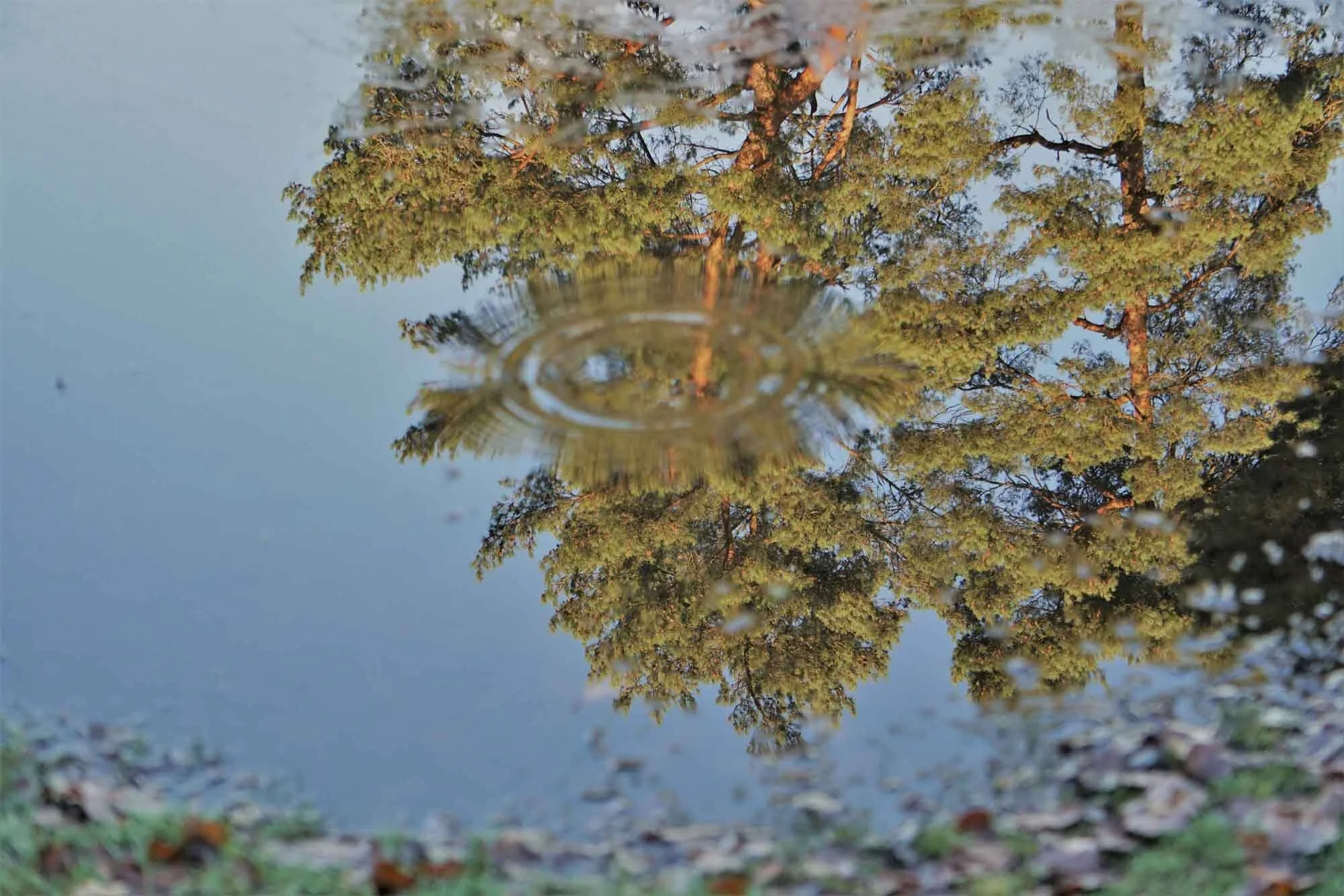 Puddle with reflection of a tree.jpg