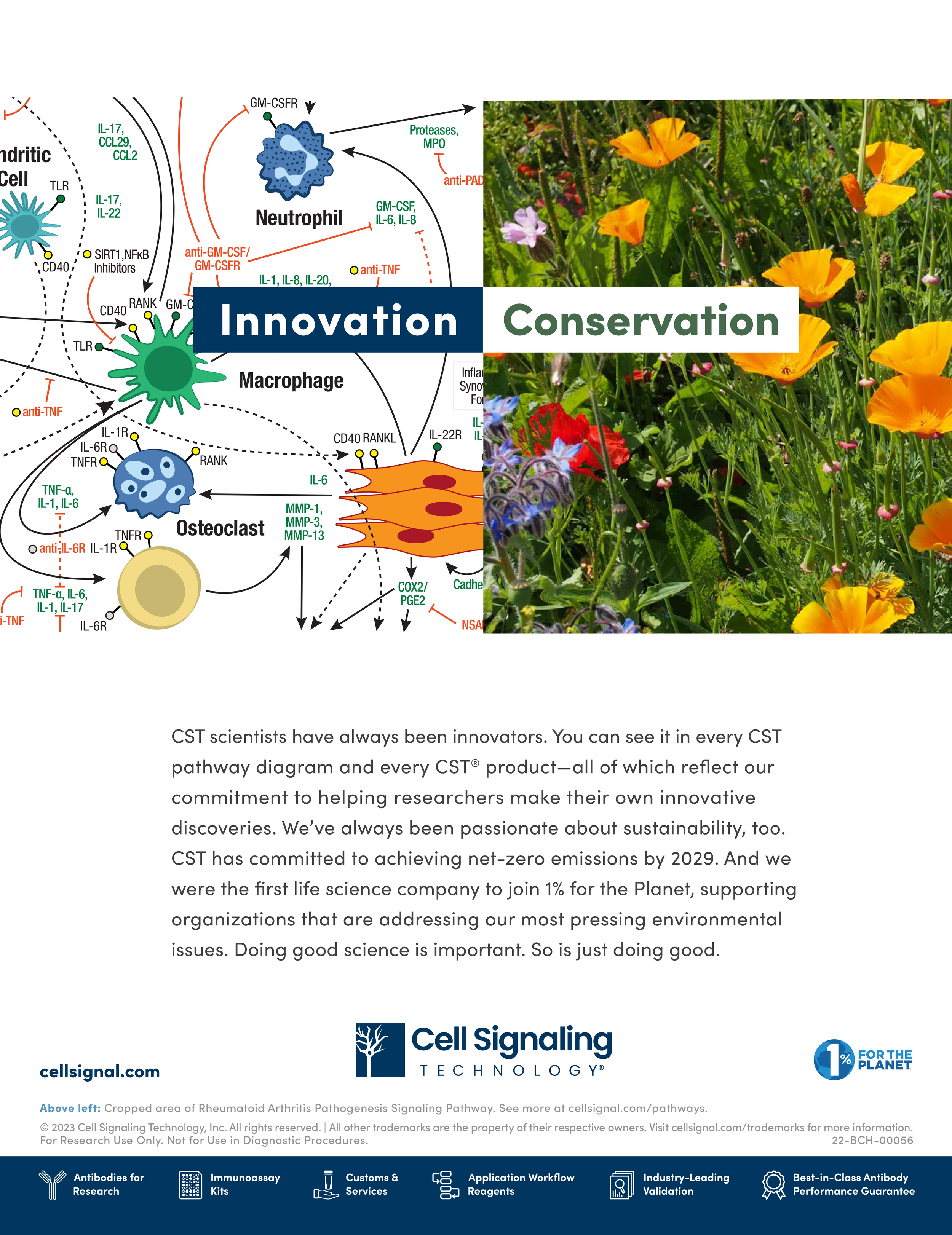 print campaign, © Cell Signaling