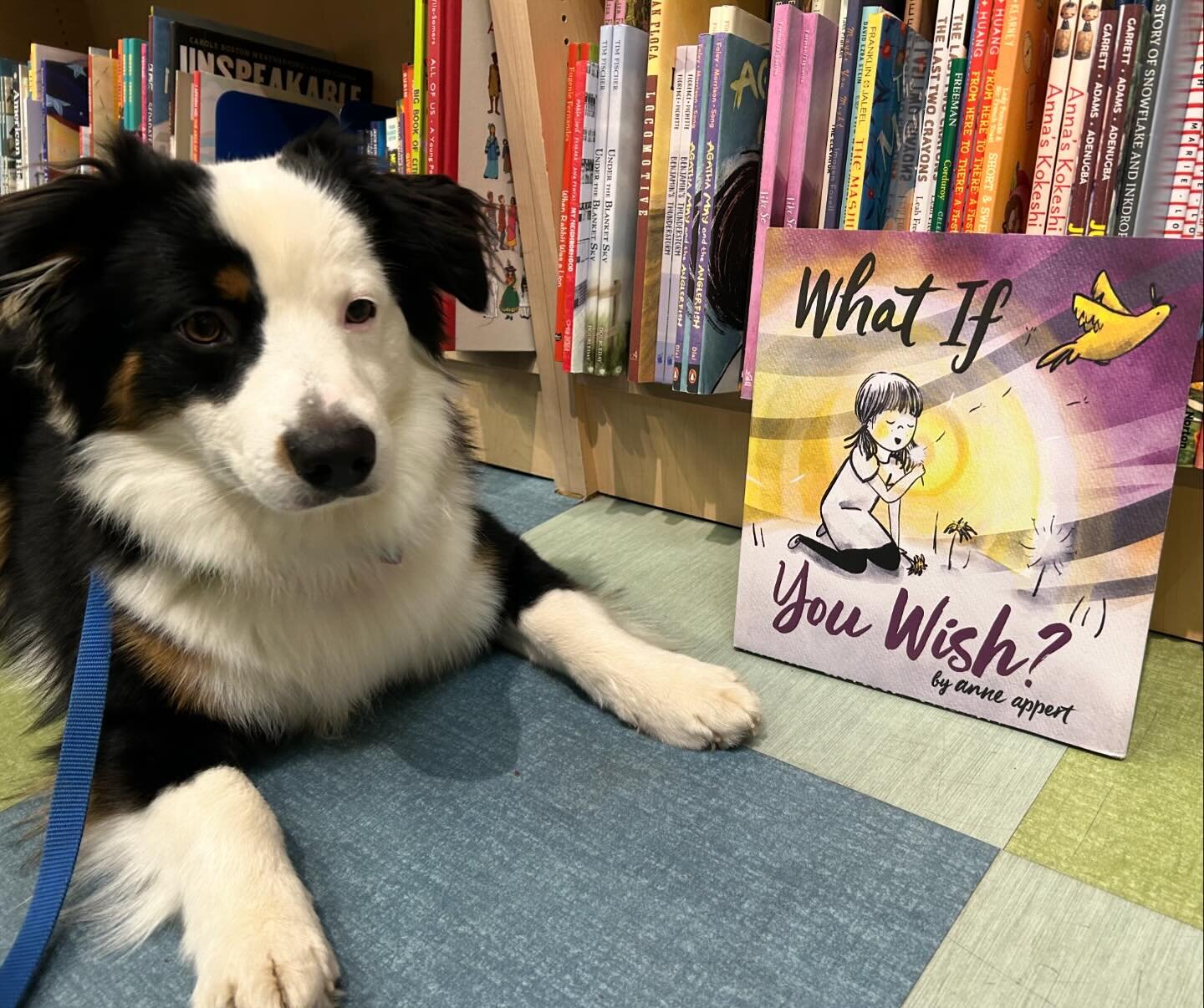 Look what Paddington and I found at @porter_square_books !! Happy book birthday, @anneappertillustration! WHAT IF YOU WISH? Is so beautiful and carries such a resonant message of wonder and hope and good things for the future as long as we don&rsquo;