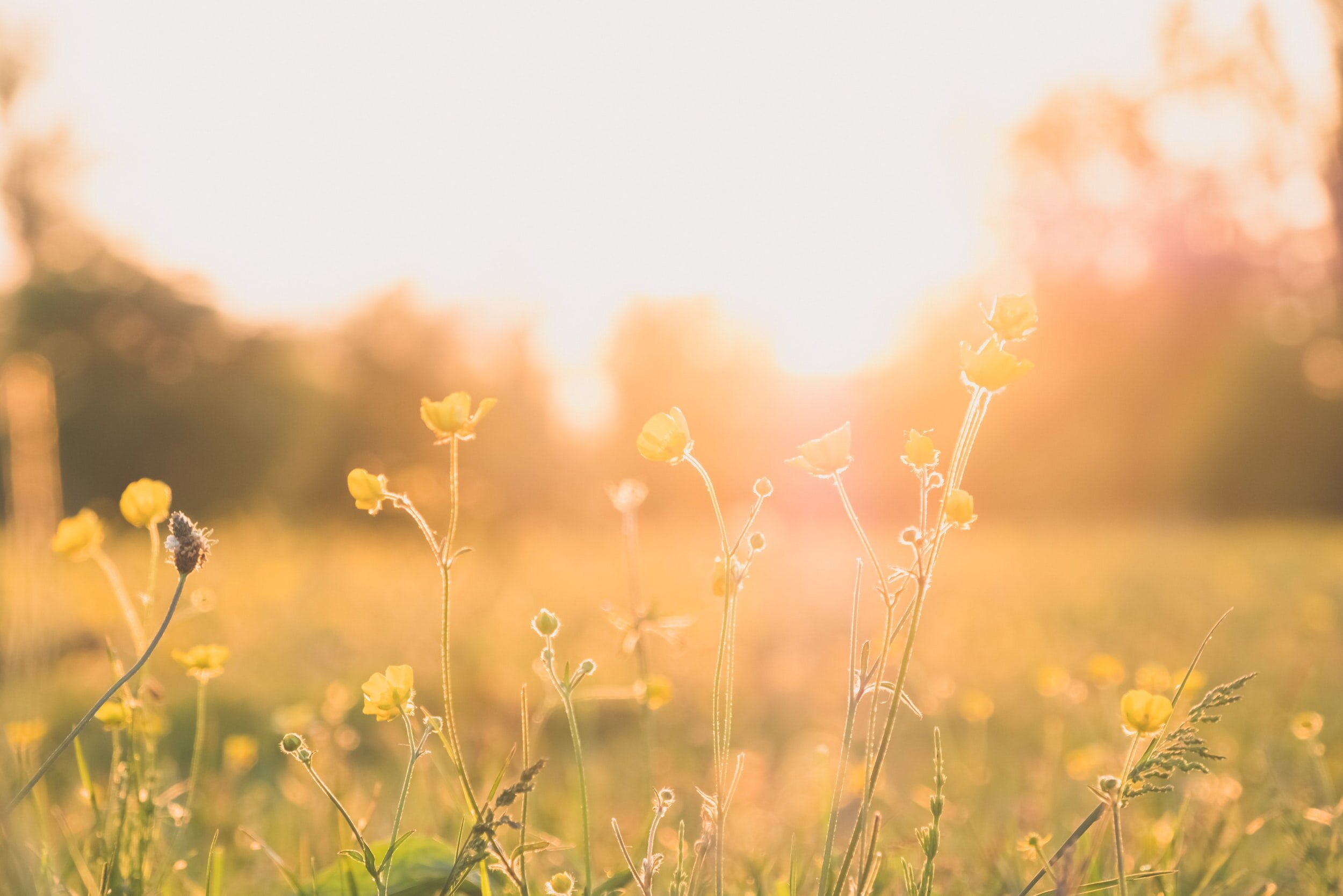 A prayer in the sunshine