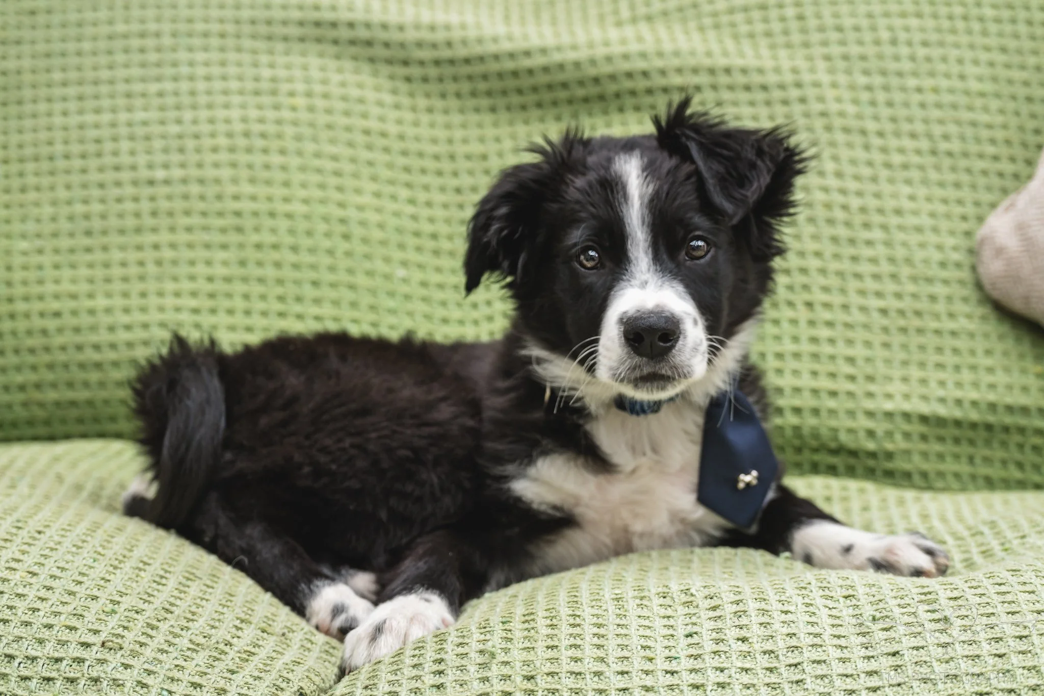 Nine-week-old Border Collie puppy portrait